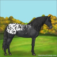 Horse Color:Black Appaloosa 