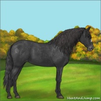 Horse Color:Black Appaloosa 
