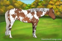 Horse Color:White Spotted Silver Bay 