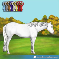 Horse Color:Silver Amber Champagne Dun Splash Frame Appaloosa 