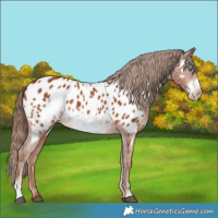 Horse Color:Chestnut Sabino Frame Appaloosa 