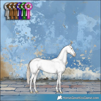 Horse Color:Chocolate Palomino Dun Appaloosa 