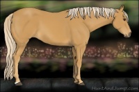 Horse Color:Palomino 
