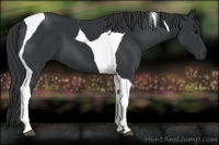Horse Color:Black Tobiano 