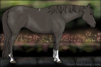 Horse Color:Smoky Black Tobiano 