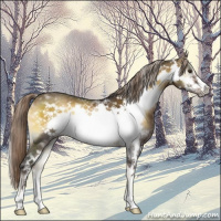 Horse Color:White Spotted Chocolate Palomino Onyx Sabino Frame 