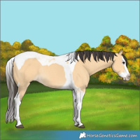 Horse Color:Buckskin Splash Tobiano Rabicano