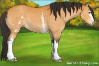 Horse Color:White Spotted Buckskin Sabino 