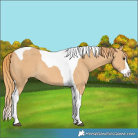 Horse Color:Red Dun Splash Tobiano Rabicano 
