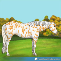 Horse Color:Palomino Appaloosa 