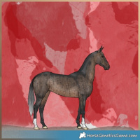 Horse Color:Brown Dun Brindle 