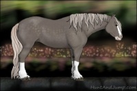 Horse Color:Silver Black Splash