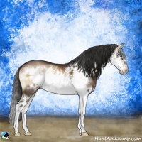 Horse Color:Liver Red Onyx Splash Frame 