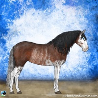 Horse Color:Brown Splash Rabicano 