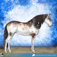 Horse Color:Brown Onyx Splash Frame Rabicano 