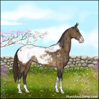 Horse Color:Buckskin Dun Sabino Appaloosa Brindle 
