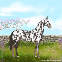 Horse Color:Liver Chestnut Appaloosa 