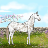 Horse Color:Liver Red Dun Sabino Appaloosa 