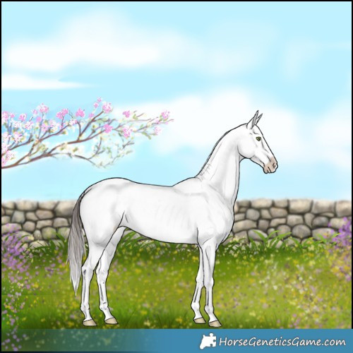 Horse Color:Brown Dun Sabino Appaloosa Brindle