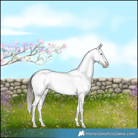 Horse Color:Brown Dun Sabino Appaloosa Brindle 