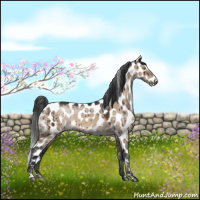 Horse Color:Brown Roan Dun Sabino Appaloosa Brindle