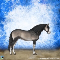 Horse Color:Blue Onyx Sabino Rabicano 