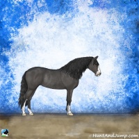 Horse Color:Black Sabino Rabicano 