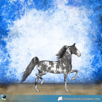 Horse Color:White Spotted Smoky Black Sabino Rabicano 