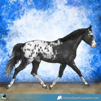 Horse Color:Black Sabino Splash Appaloosa Rabicano 