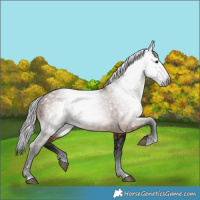 Horse Color:Gray Bay 