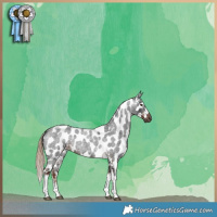 Horse Color:Gray Liver Red Roan Tobiano Appaloosa 