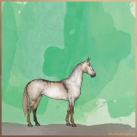 Horse Color:Gray Liver Red Dun Brindle 