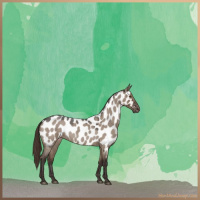 Horse Color:Liver Red Dun Roan Appaloosa 