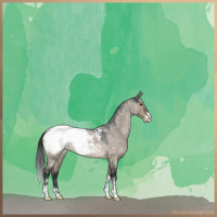 Horse Color:Brown Roan Dun Sabino Appaloosa 