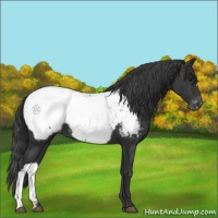 Horse Color:Black Appaloosa 