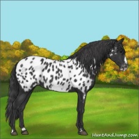 Horse Color:Black Frame Appaloosa 