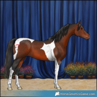 Horse Color:Brown Tobiano 