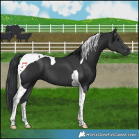 Horse Color:Black Tobiano 