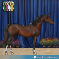Horse Color:Liver Chestnut Sabino Tobiano 