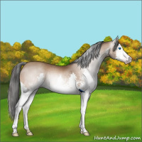 Horse Color:Gray White Spotted Sable Champagne Splash Rabicano