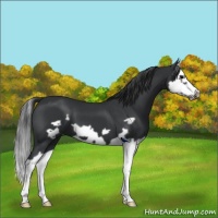 Horse Color:Black Splash Frame 