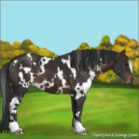 Horse Color:White Spotted Brown 