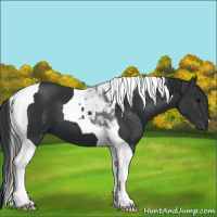 Horse Color:Black Tobiano 