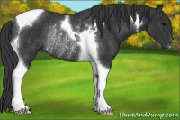Horse Color:Black Tobiano Rabicano 