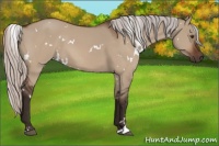 Horse Color:White Spotted Silver Bay Dun Sabino 