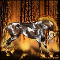 Horse Color:White Spotted Brown Rabicano 