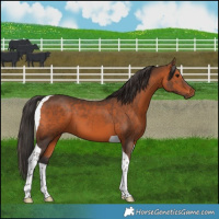 Horse Color:Bay Tobiano 