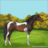 Horse Color:Buckskin Tobiano Rabicano