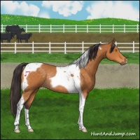 Horse Color:Buckskin Tobiano Rabicano 
