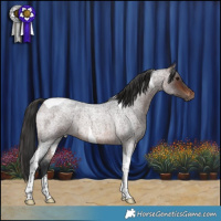Horse Color:Brown Roan Tobiano Rabicano